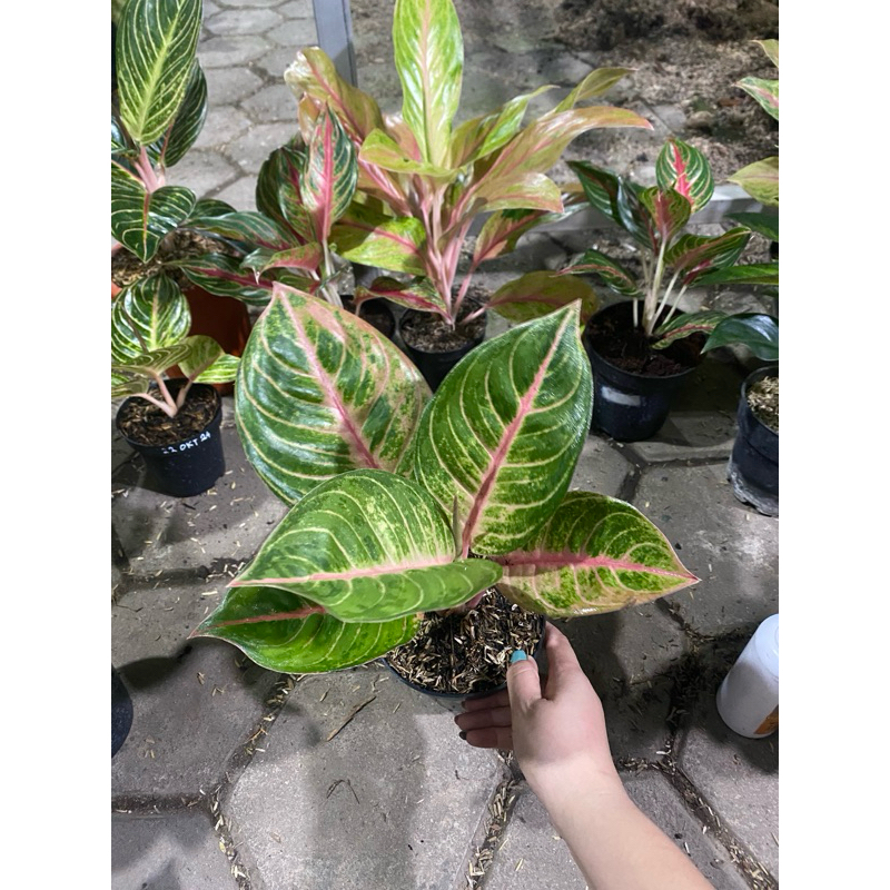 Aglaonema Susan