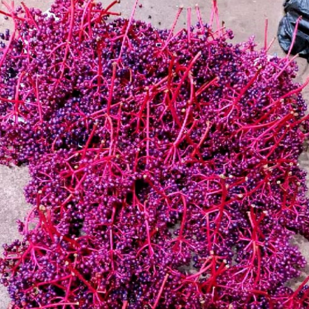 

200 Gram Buah Parijoto Segar Buah Promil Siap Dikonsumsi