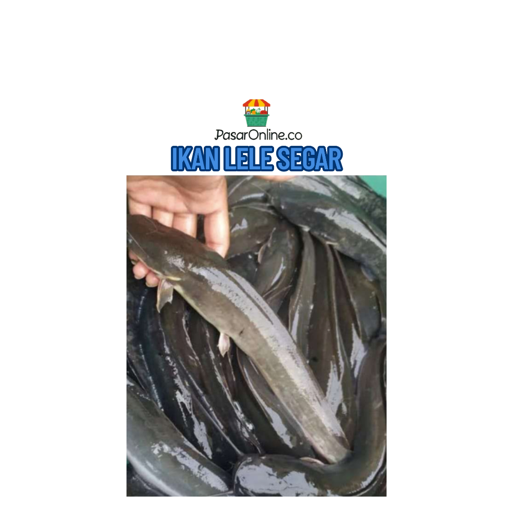 

Ikan Lele Segar Langsung di Beli dari Kolam dan dibunuh