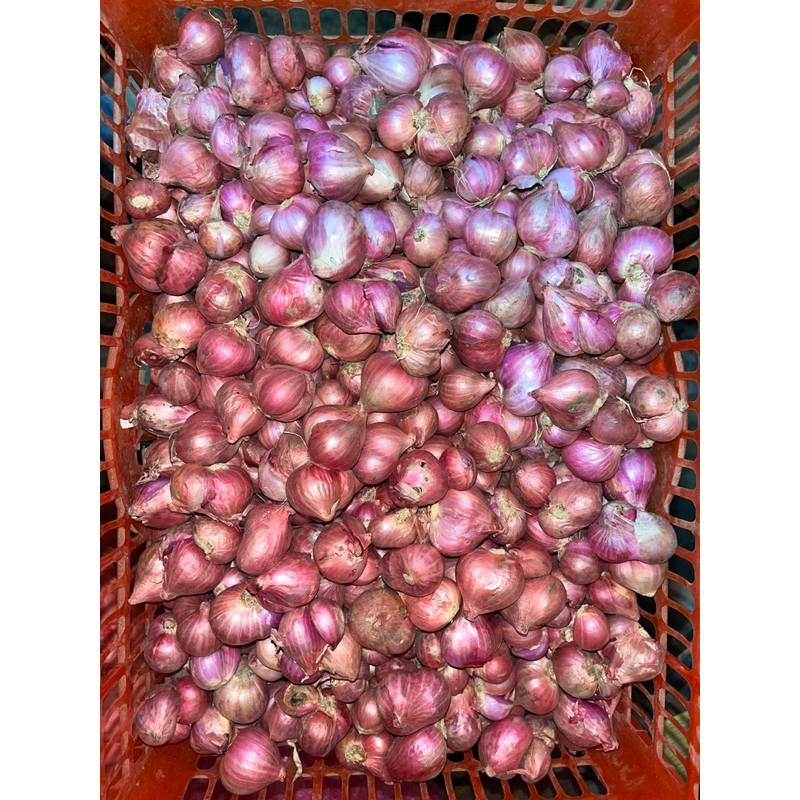 

BAWANG MERAH BESAR KERING SUPER