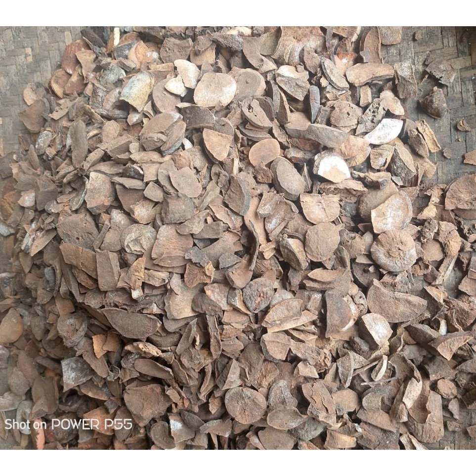 

Biji Alpukat iris Kering Alami / Rajang Biji AL FUKAT Kering Alami / Natural Dried Avocado Seeds
