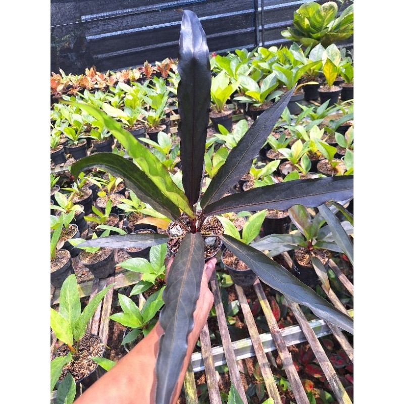 ANTHURIUM KERIS BLACK