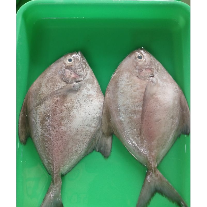 

BWL.LAUT seger d jual / 500gr isi 2 ekor ya kak