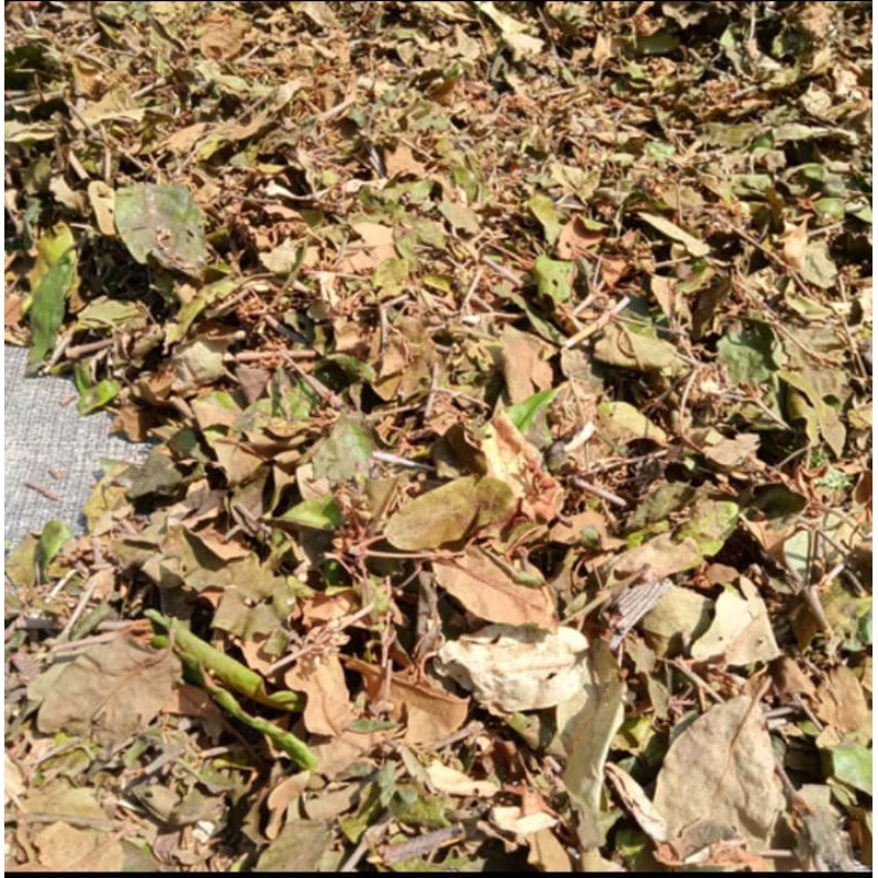 

daun benalu kering dari alpukat 250g di buat teh 100% asli obat herbal alami