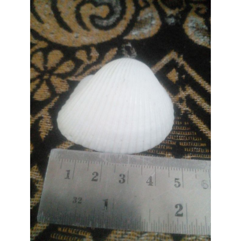 cangkang kerang dara ukuran besar 100 gram