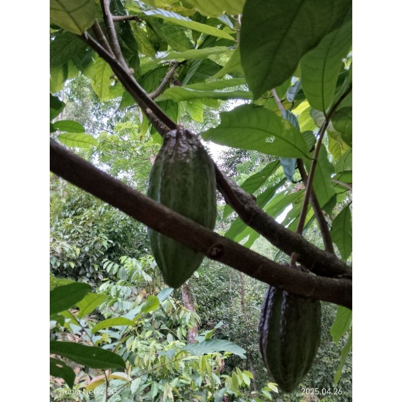 

Buah kakao buah coklat muda