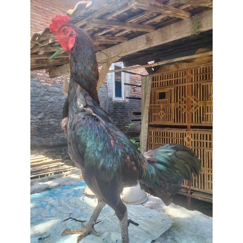 ayam bulbi