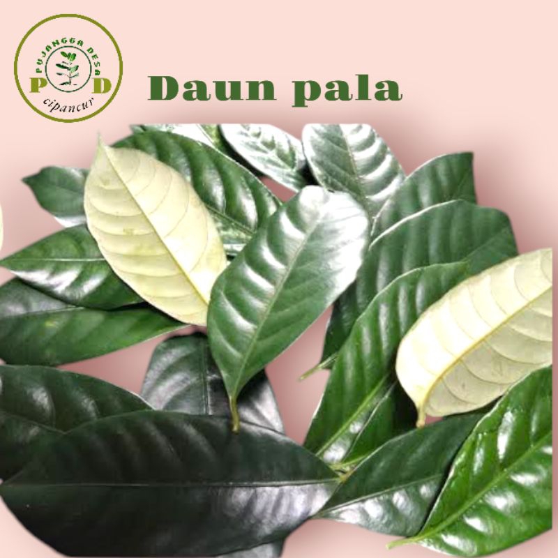

Daun pala fress Termurah, 100℅ organik langsung dipetik dari pohon saat ada pesanan, untuk herbal Dll