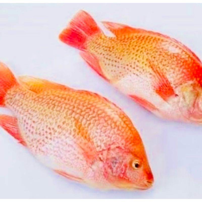 

ikan nila segar 500gram