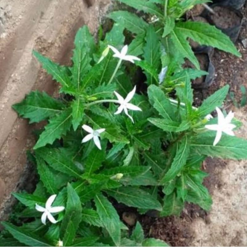 

Bungga kitolod segar petik langsung satu paket isi 10 bungga