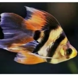 TIGER SUMATRA BALON SLAYER