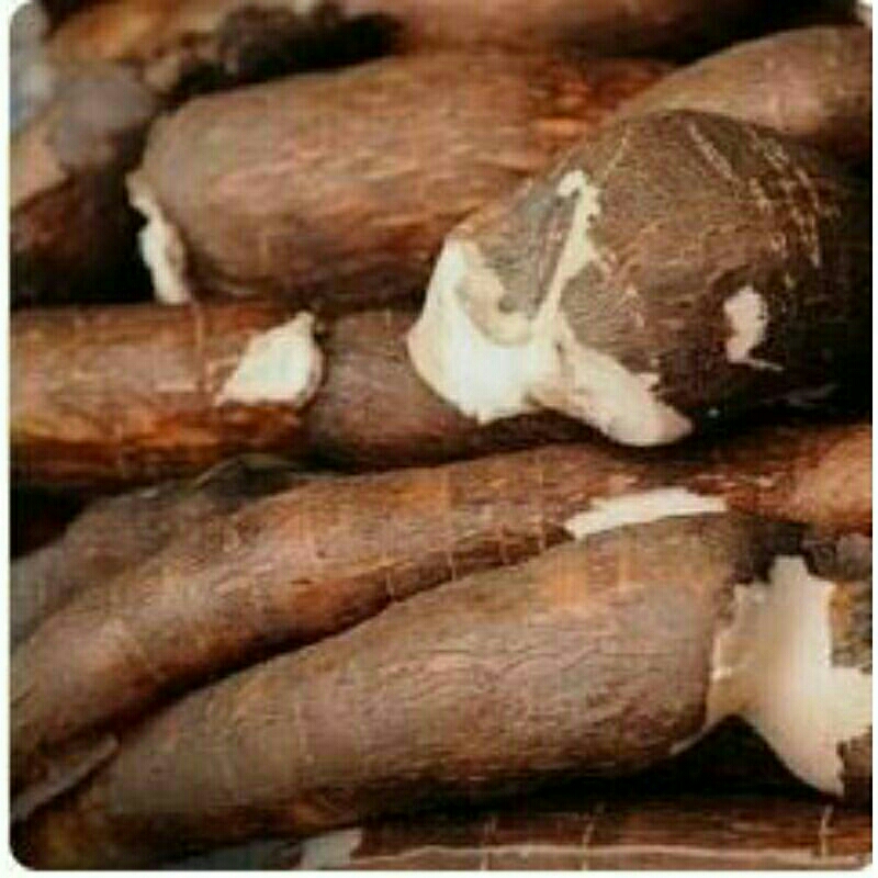 

buah singkong mentega super buat ngolek buat bubur buat di makan 1 kg