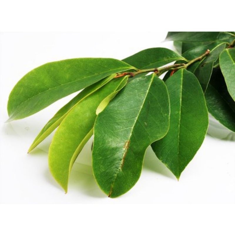 

promo 100 lembar daun sirsak segar herbal kesehatan