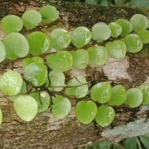 

Daun Sisik Naga Fresh Dipetik Dadakan Herbal Alami 200gram