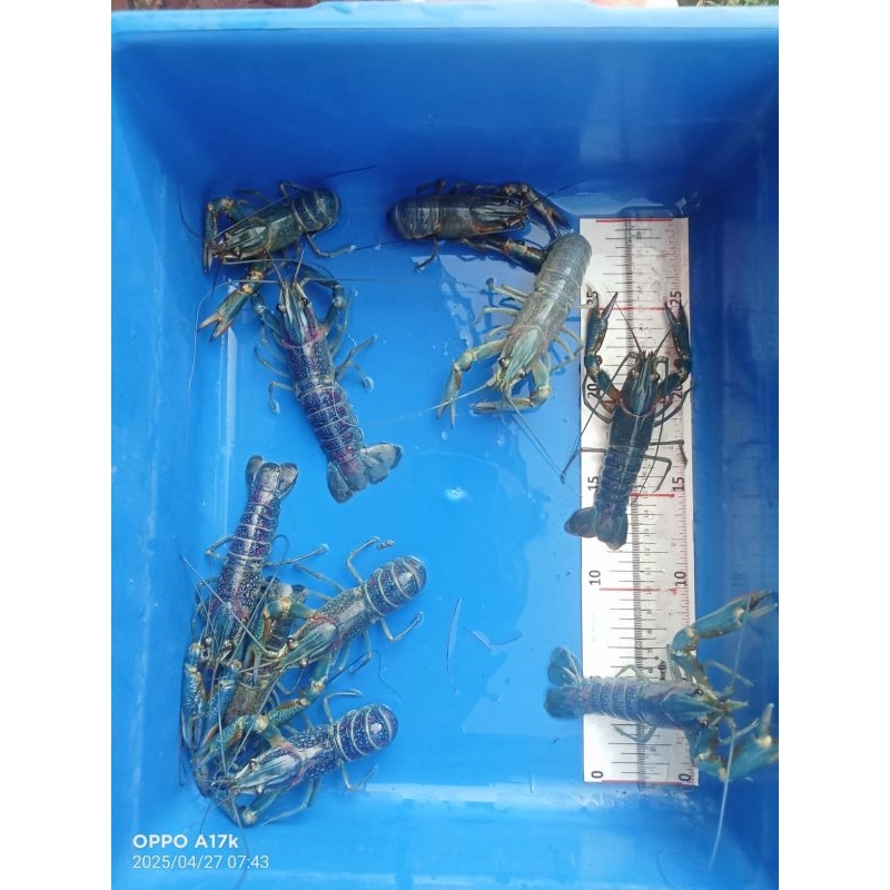 Lobster Air Tawar Berkualitas Indukan 1 set Terbaik, Terunggul dan Paling Produktif.