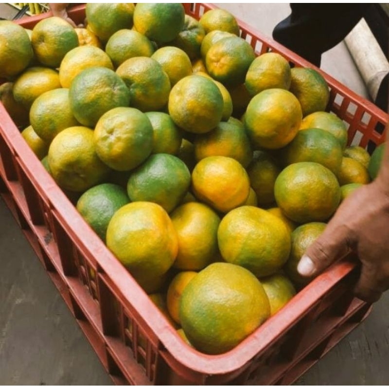 

Jeruk Keprok Malang ukuran 7-9 1 Kg