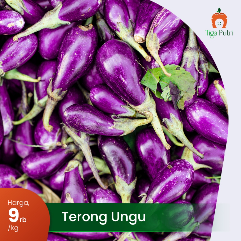 

Terong Ungu Fresh, Besar & Sehat