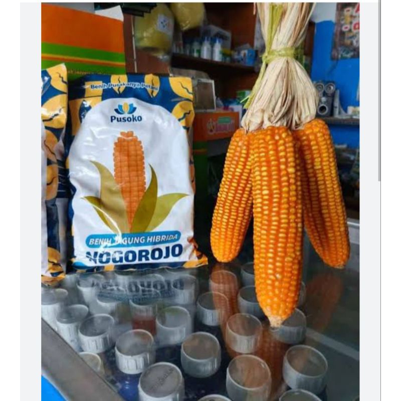 

Benih jagung pusoko nogorojo 1kg