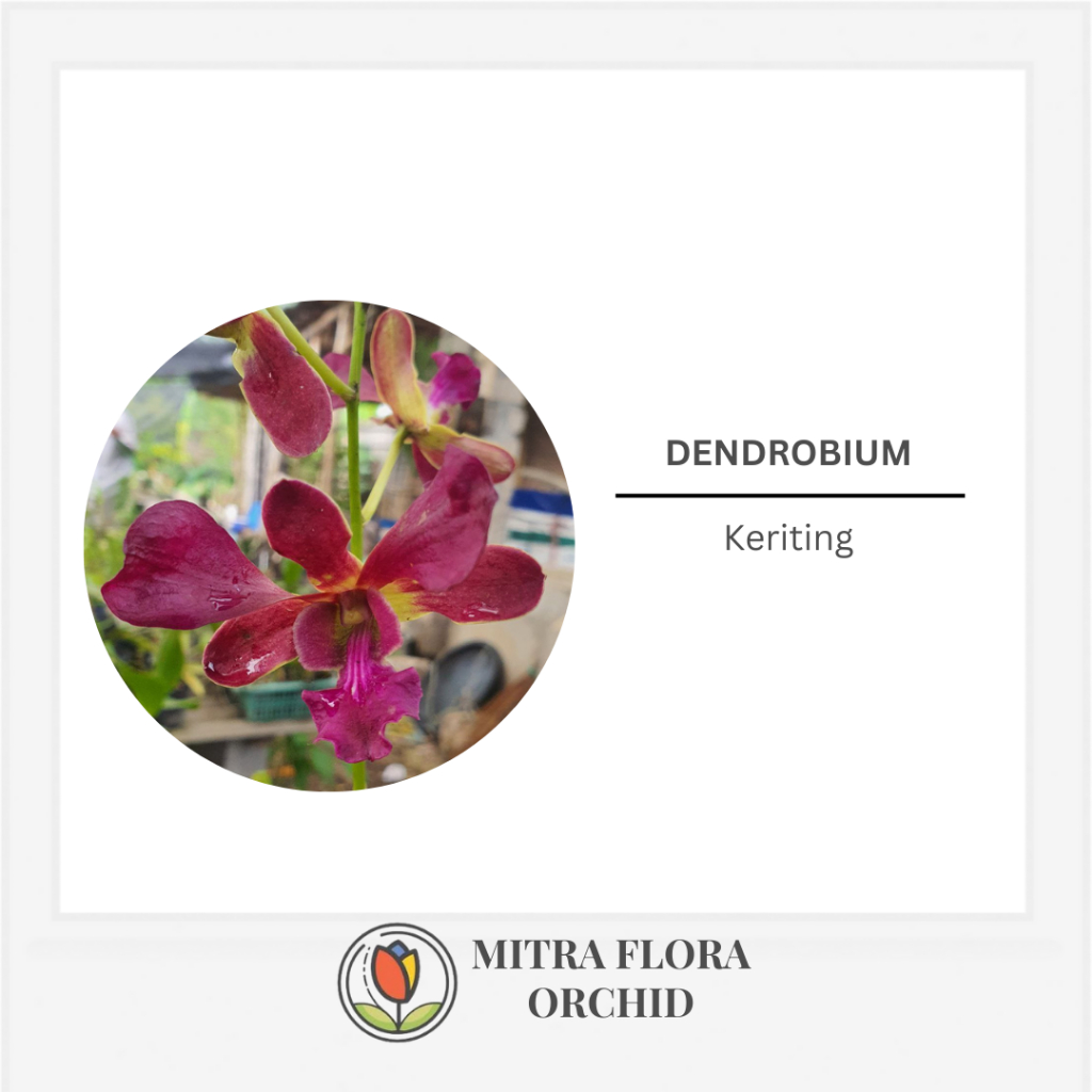 Dendrobium Keriting