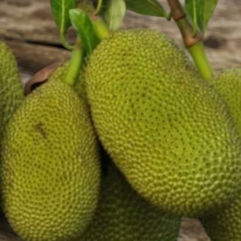 

Nangka buah matang segar utuh manis