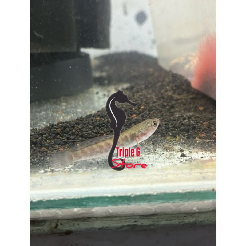 CHANNA ARIANTI CB CHINA PREDATOR AIR TAWAR