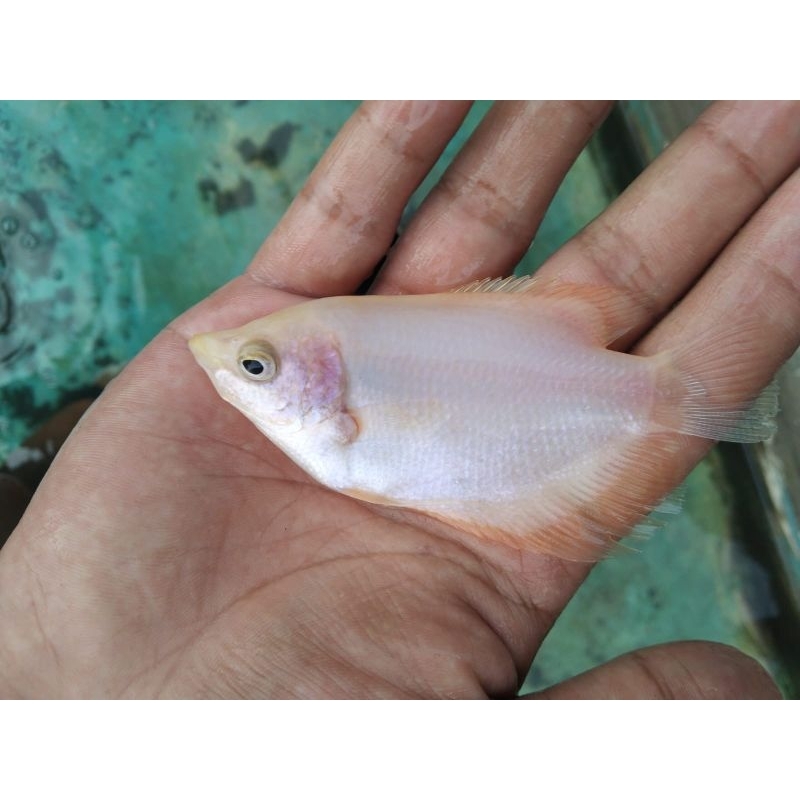 bibit ikan gurame merah 2 inci