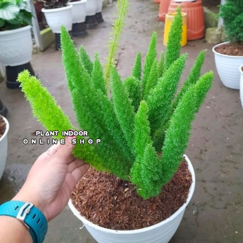 Tanaman Hias Cemara Ekor Tupai Stock Rimbun (BISA COD) - Pohon ekor tupai besar