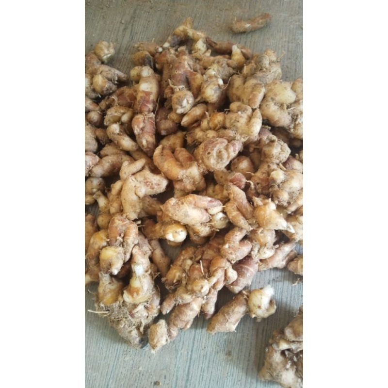 

kencur tua wangi fresh 10 kg utk seblak bumbu dan jamu