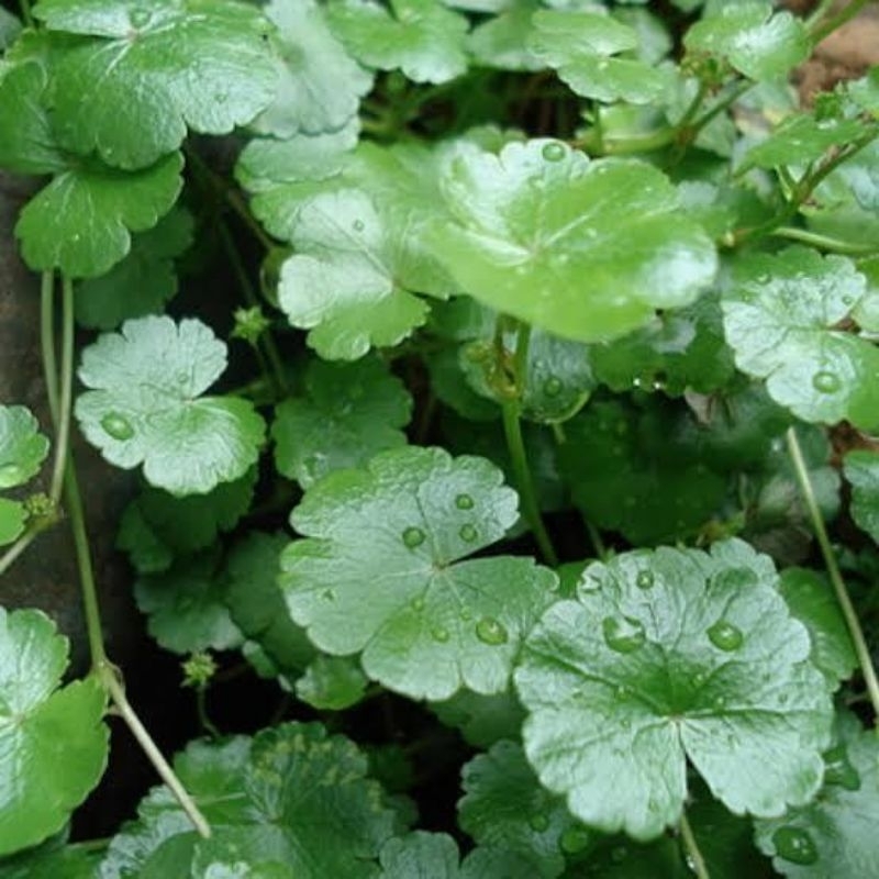 

Daun pegagan/ daun antanan kecil 500 gram