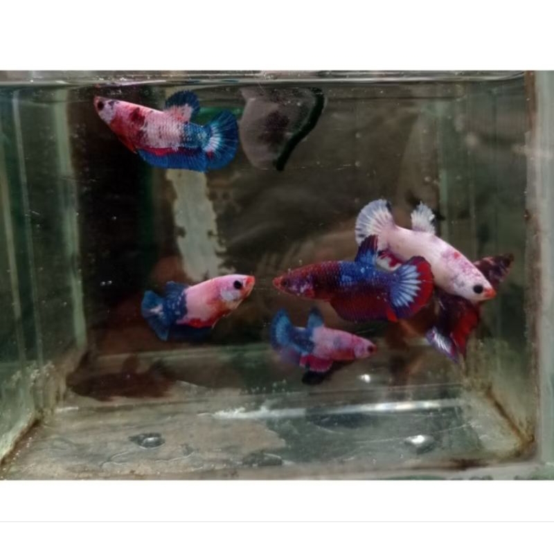 4 ekor betina besgel