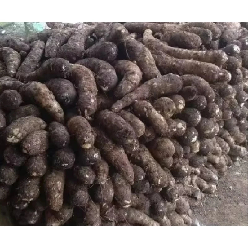 

Talas Fresh | Kimpul - Hasil Kebun Sendiri