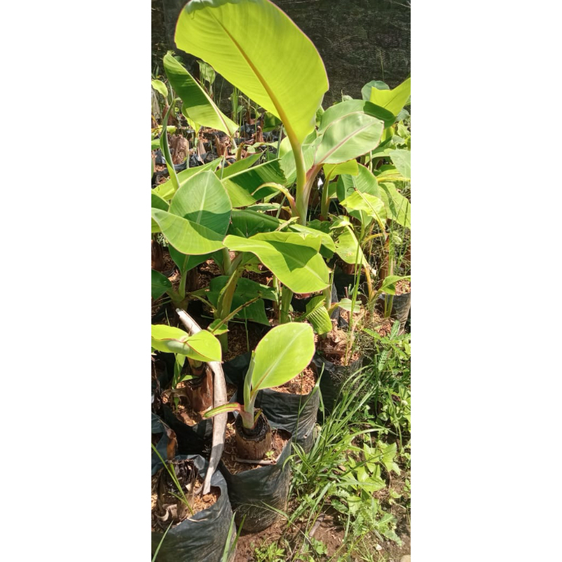 

Bibit Pisang Raja Uter Asli Tidak Berbiji