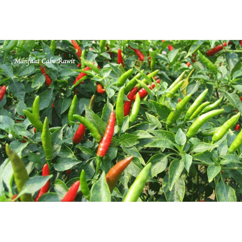 

cabai japlak per 1 kg