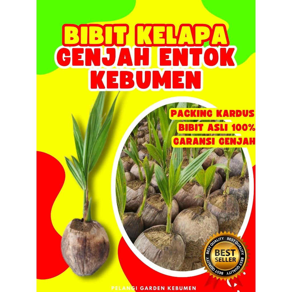 TERBAIK.. Pokok Buah Kelapa Tua Bulat, Pokok Buah Kelapa Tua Utuh