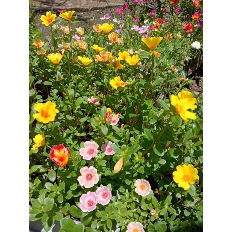 TERMURAH 15  WARNA 60 BIBIT PAKET BUNGA JAM 9/KROKOT /krokot jenis lokal/bunga jam 9 jenis import/ra