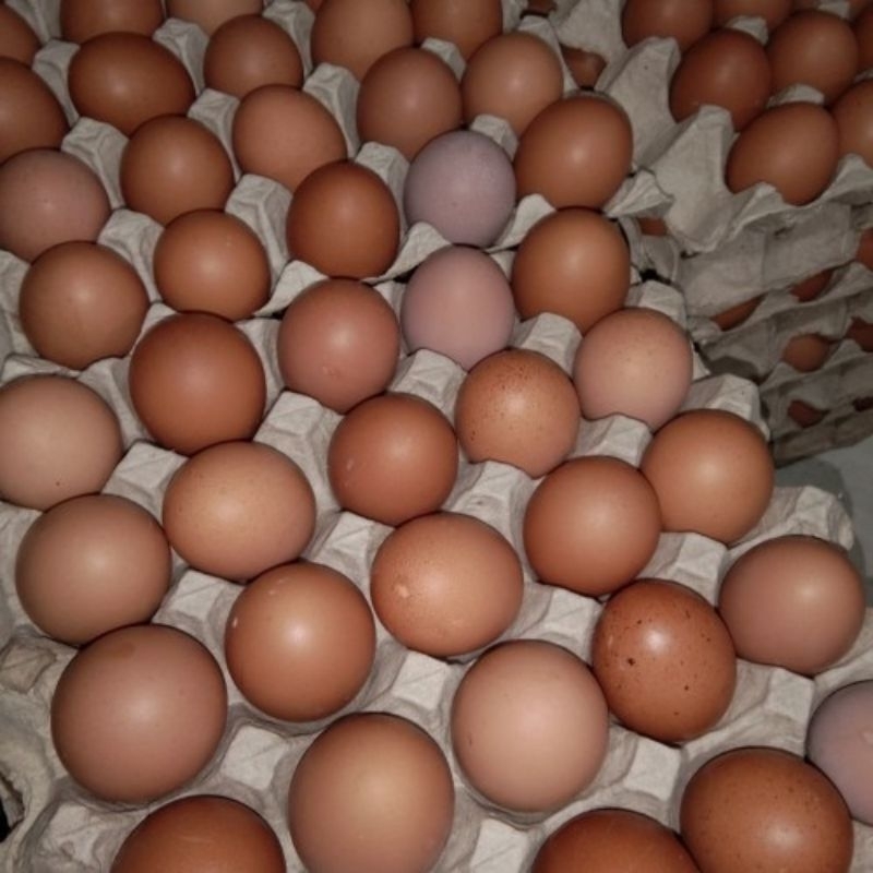 

Telur Ayam