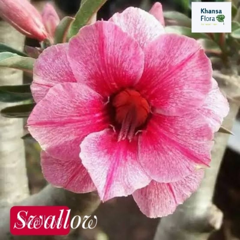 adenium bunga tumpuk size B