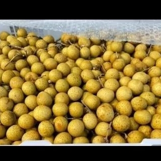 1 kg LENGKENG MANIS | LENGKENG GOLD | LENGKENG JUMBO