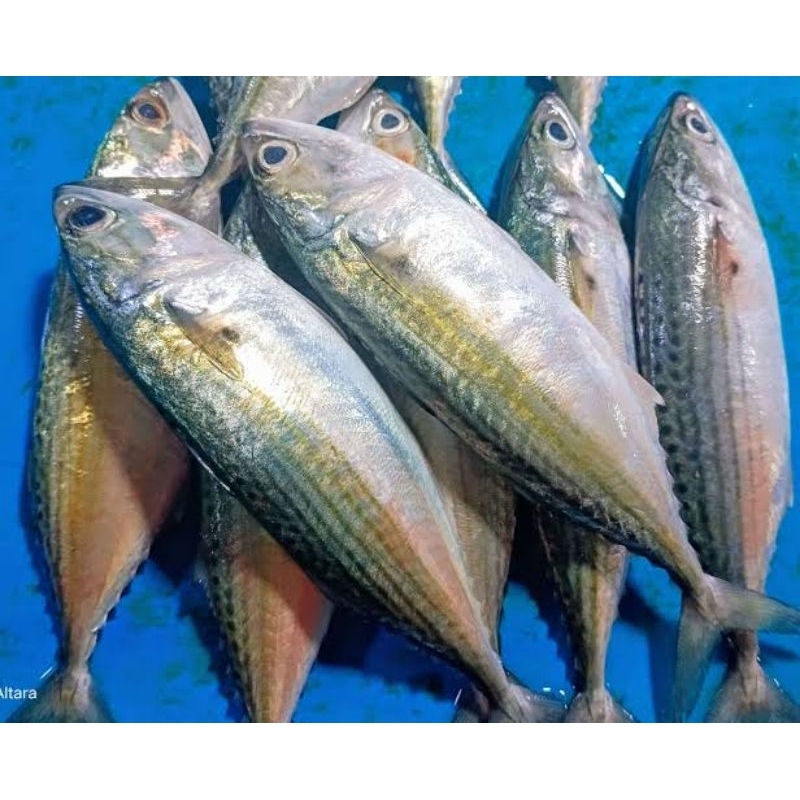 

ikan kembung basah 500 gr 1 kg fresh termurah