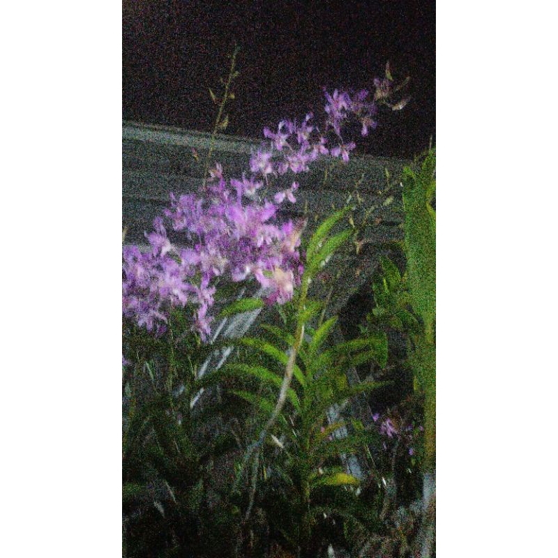 Anggrek dendrobium keriting