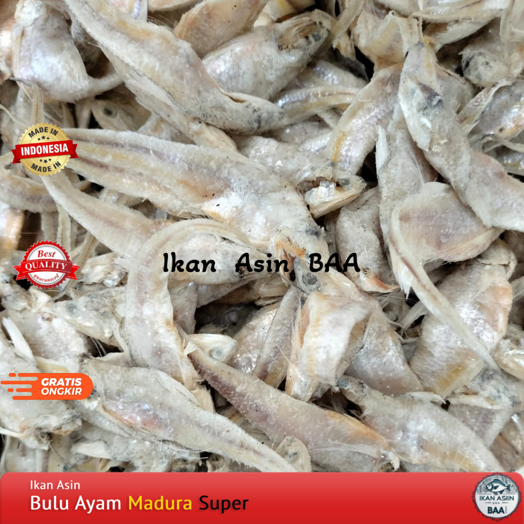 

Ikan Asin Bulu Ayam Madura Kualitas Super