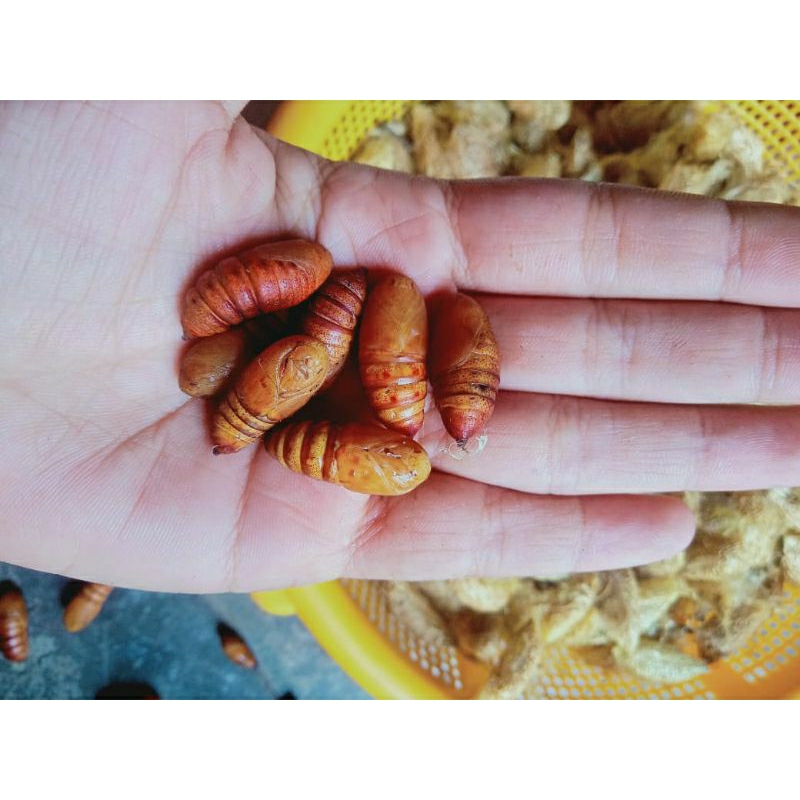 pompong alpukat size random(isi 45)