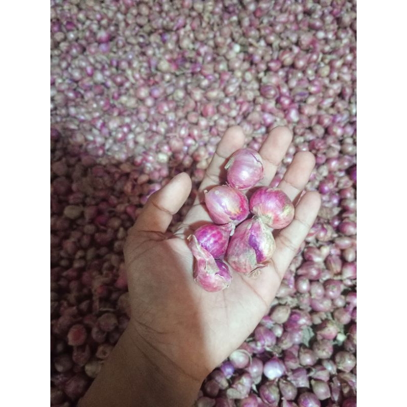 

bawang merah kering uk. Tanggung besar
