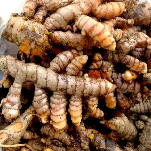 

kunyit segar SUPER 1kg murah alami tua<COD>