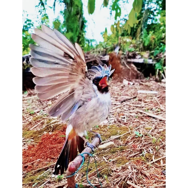 TALI PAUD PIKAT KUTILANG