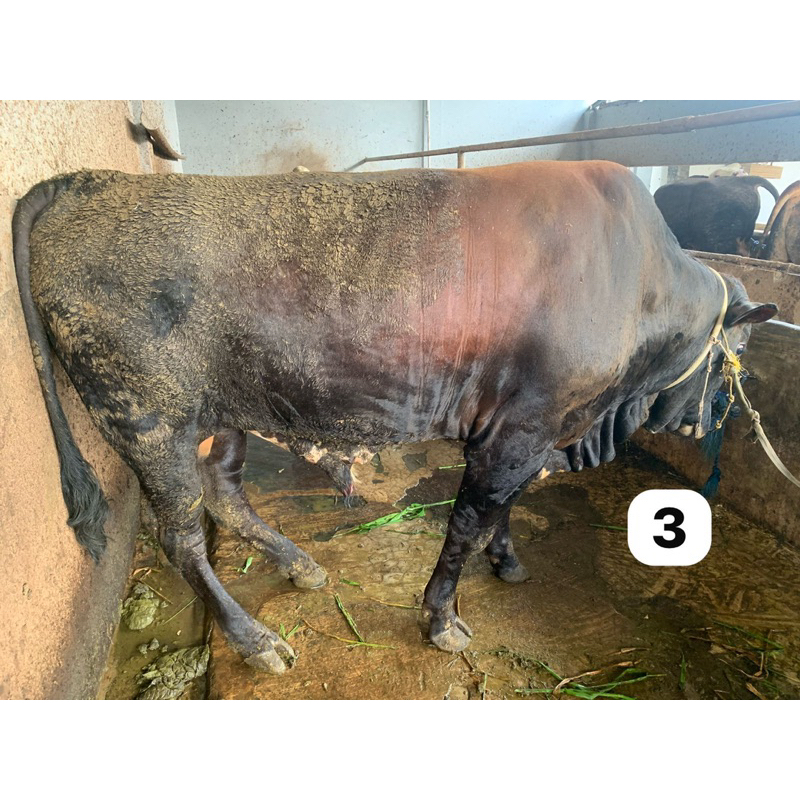 

Sapi Kurban Hari raya idul Adha 550kg