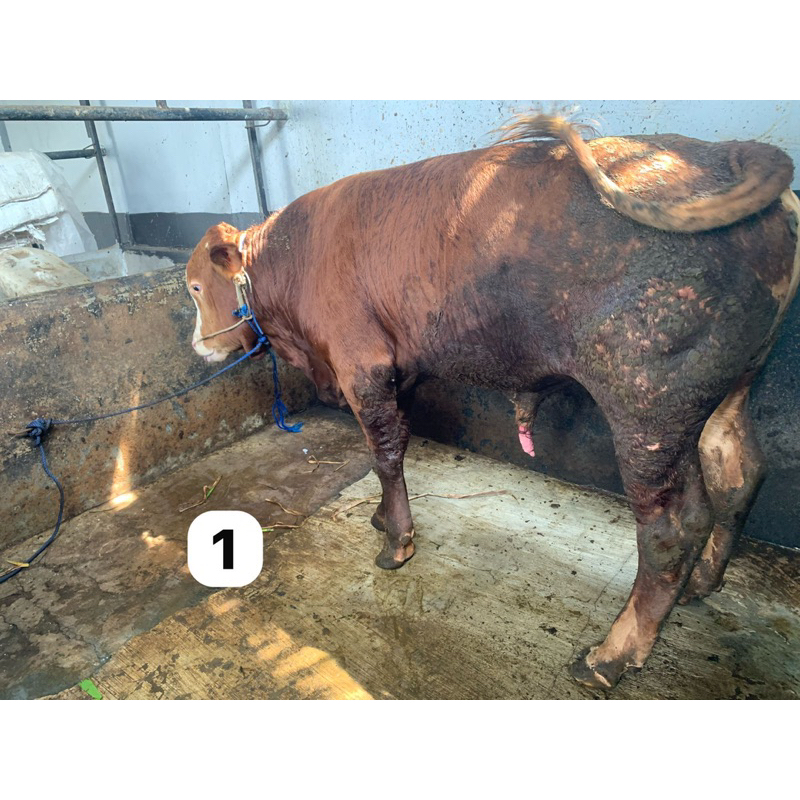 Sapi kurban limosin hari raya idul adha 320kg