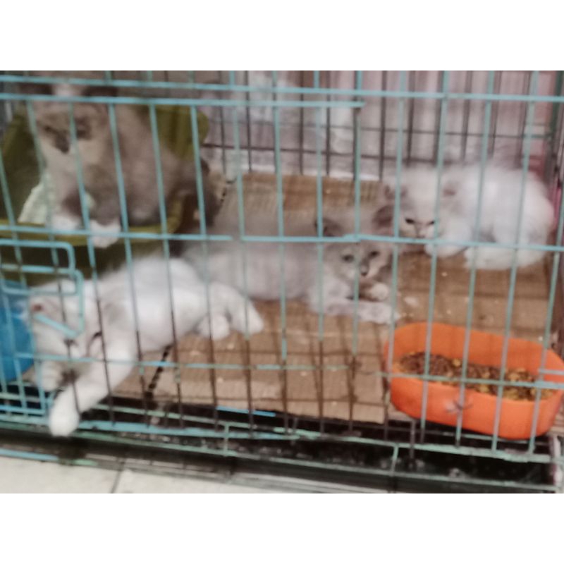 Kucing Persia Kitten