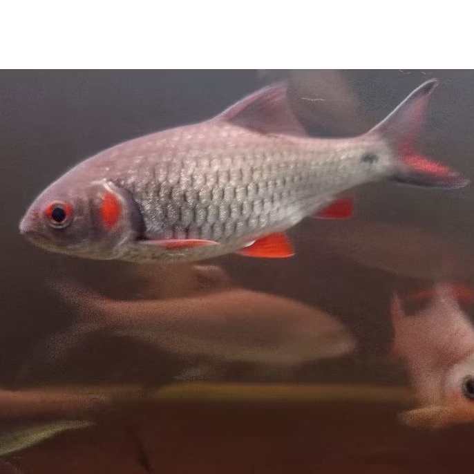 hiasan ikan -+15cm Derbang pipi merah / merah ganting / wader abang /wader merah / tankmate mahseer