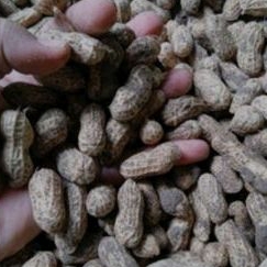 

1 kg kacang tanah organik tanpa pestisida